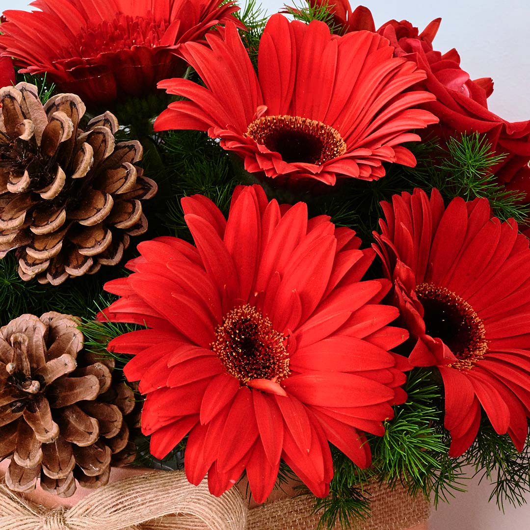 Angelica Red Gerbera Christmas Flower Box - Image 5