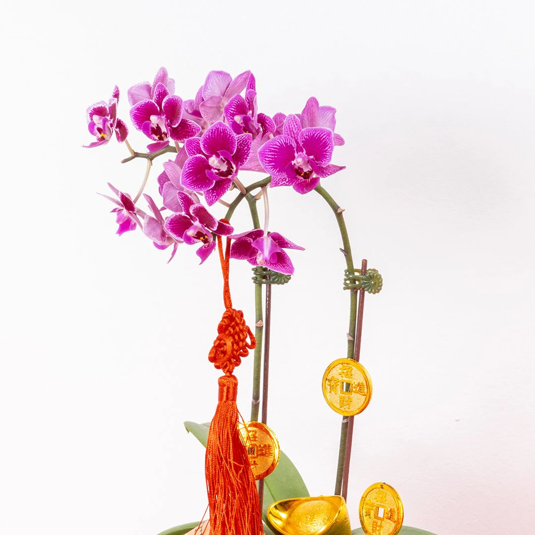 CNY Mini Phalaenopsis Orchid (Purple) - Image 2