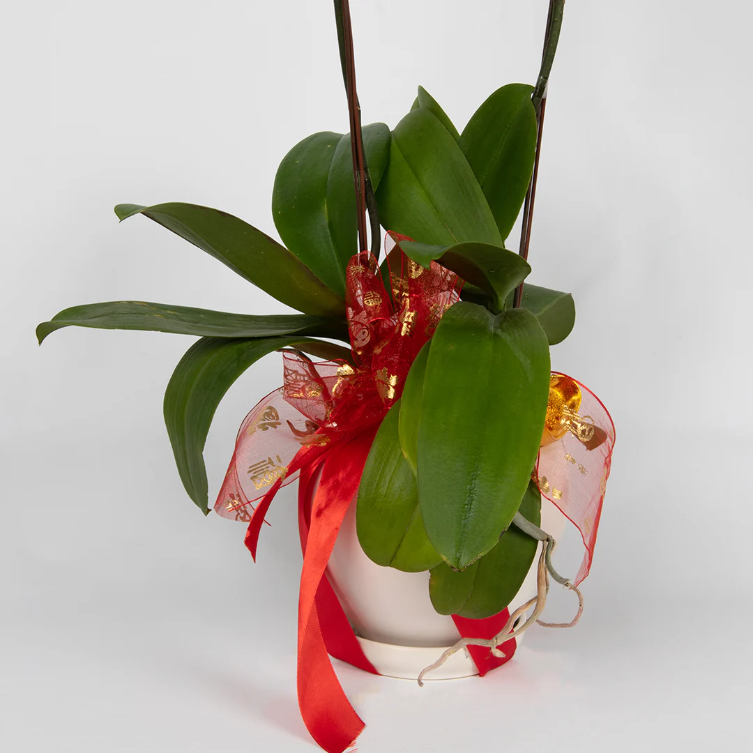 CNY Phalaenopsis Orchid (2 stalks) - Image 11