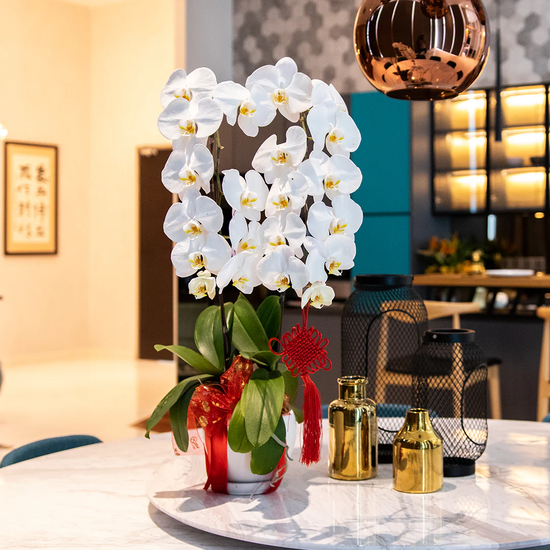 CNY Phalaenopsis Orchid (2 stalks) - Image 12
