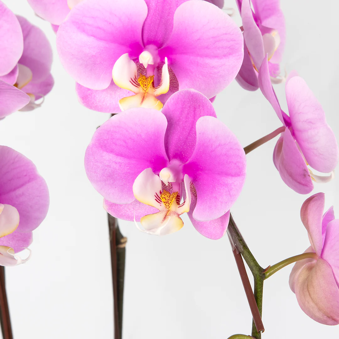 CNY Phalaenopsis Orchid (2 stalks) - Image 2