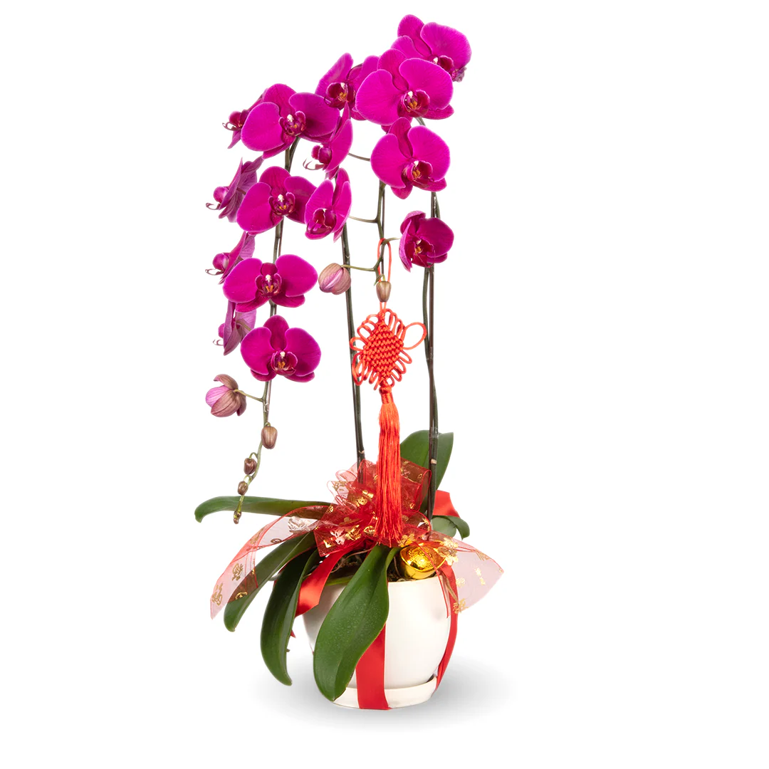 CNY Phalaenopsis Orchid (2 stalks) - Image 5