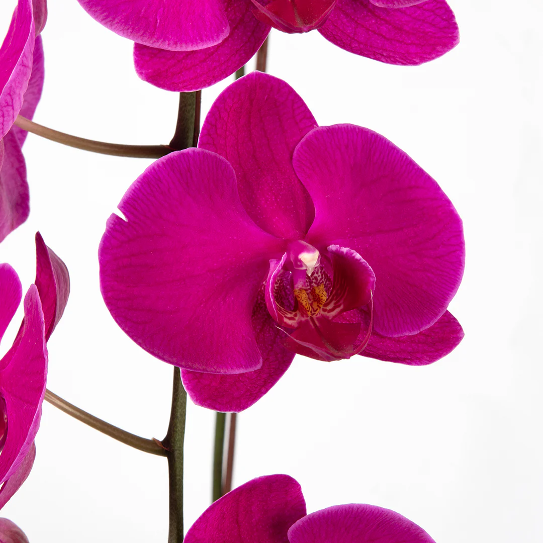 CNY Phalaenopsis Orchid (2 stalks) - Image 6