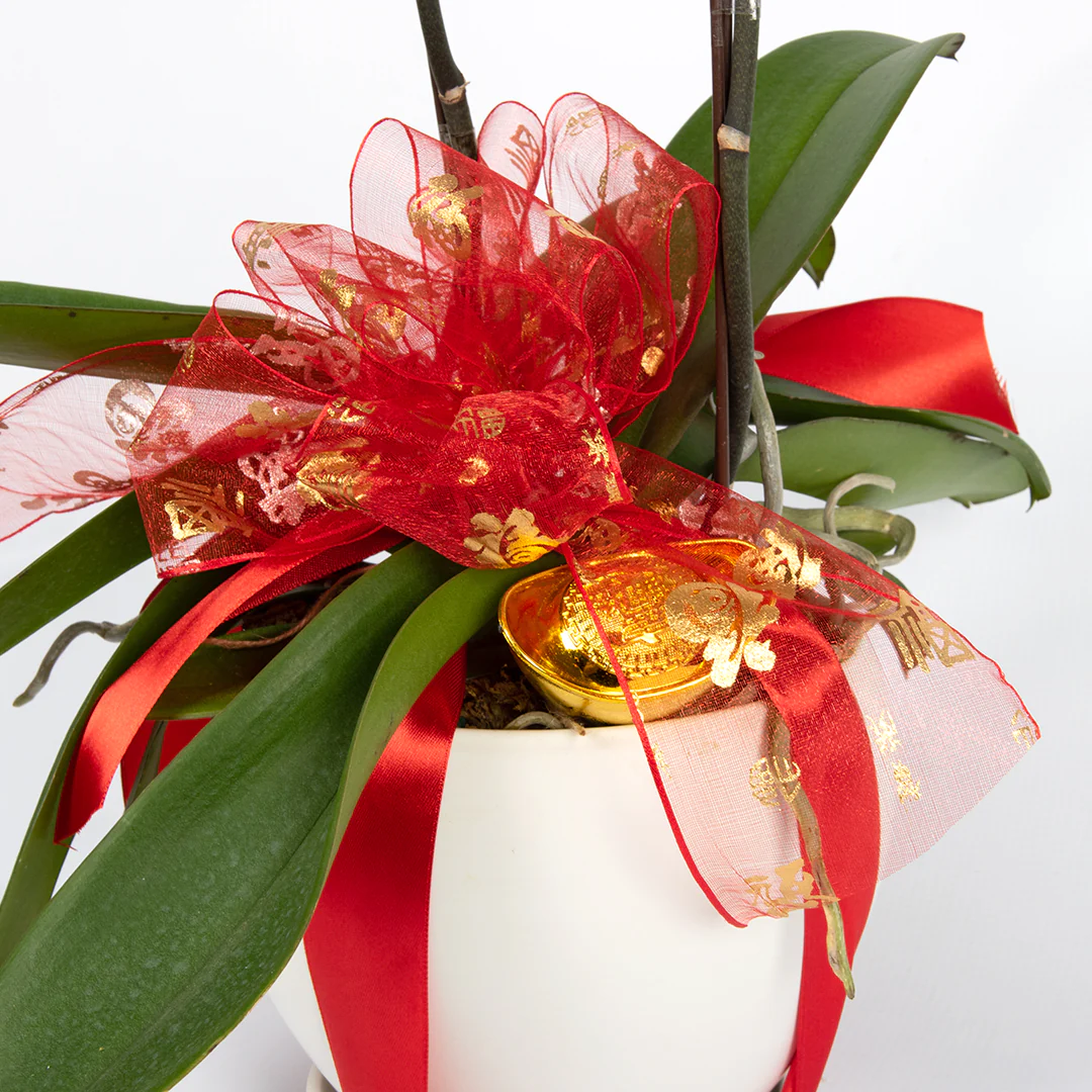 CNY Phalaenopsis Orchid (2 stalks) - Image 7