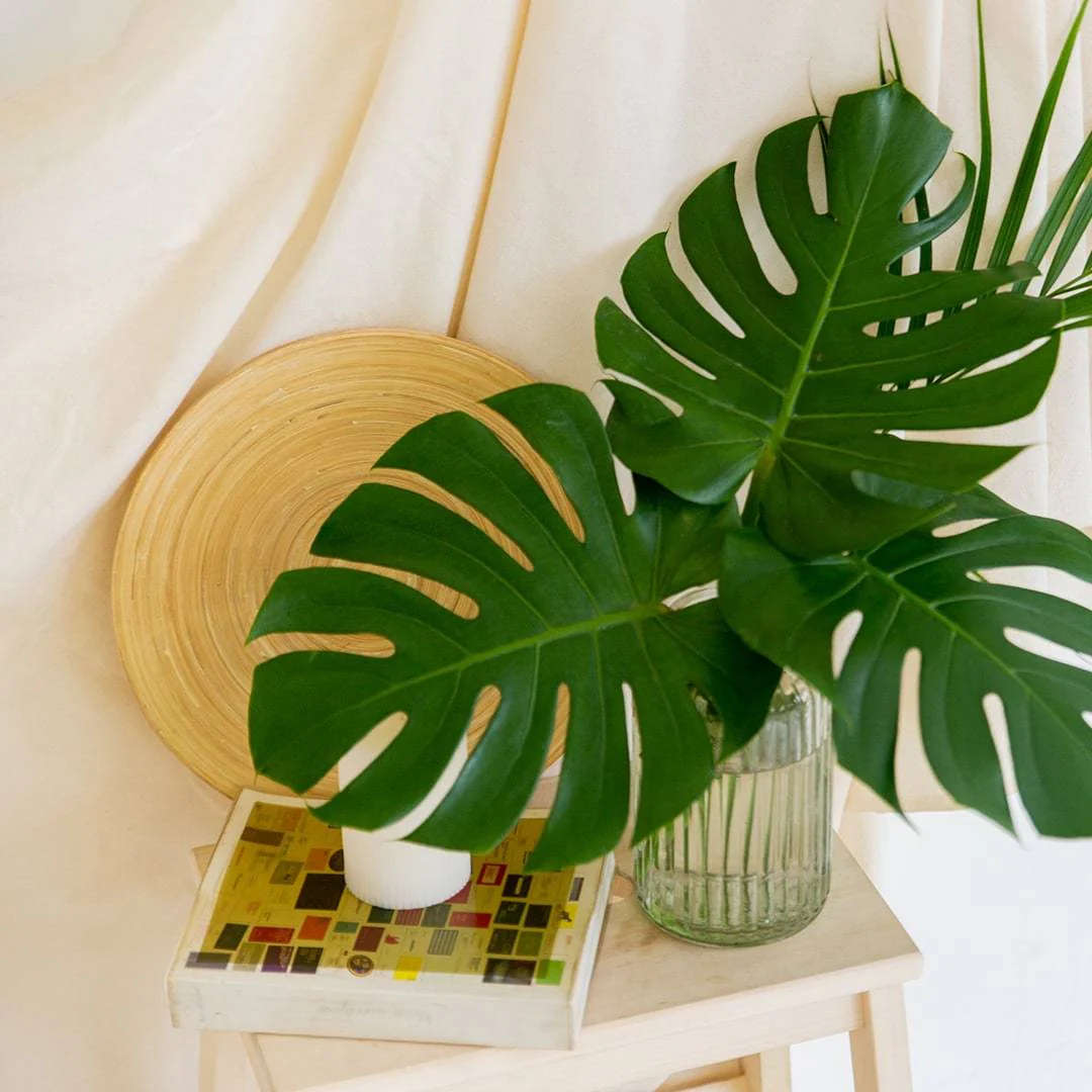 Cut Monstera Deliciosa in Vase (3 Leaves) - Image 3