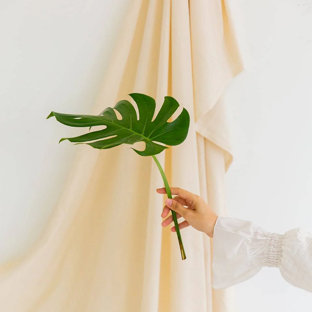 Cut Monstera Deliciosa in Vase (3 Leaves) - Image 4