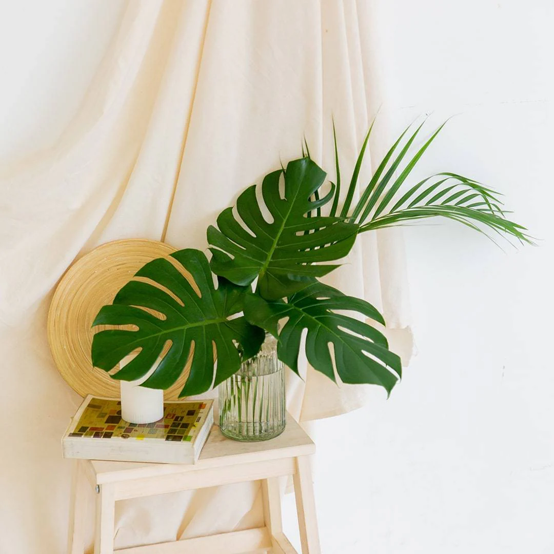 Cut Monstera Deliciosa in Vase (3 Leaves) - Image 6
