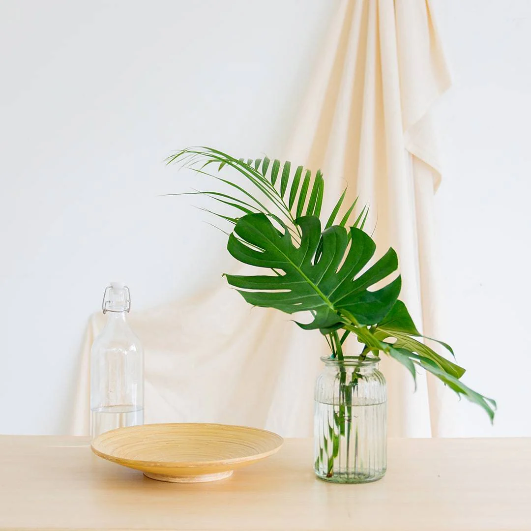 Cut Monstera Deliciosa in Vase (3 Leaves) - Image 7