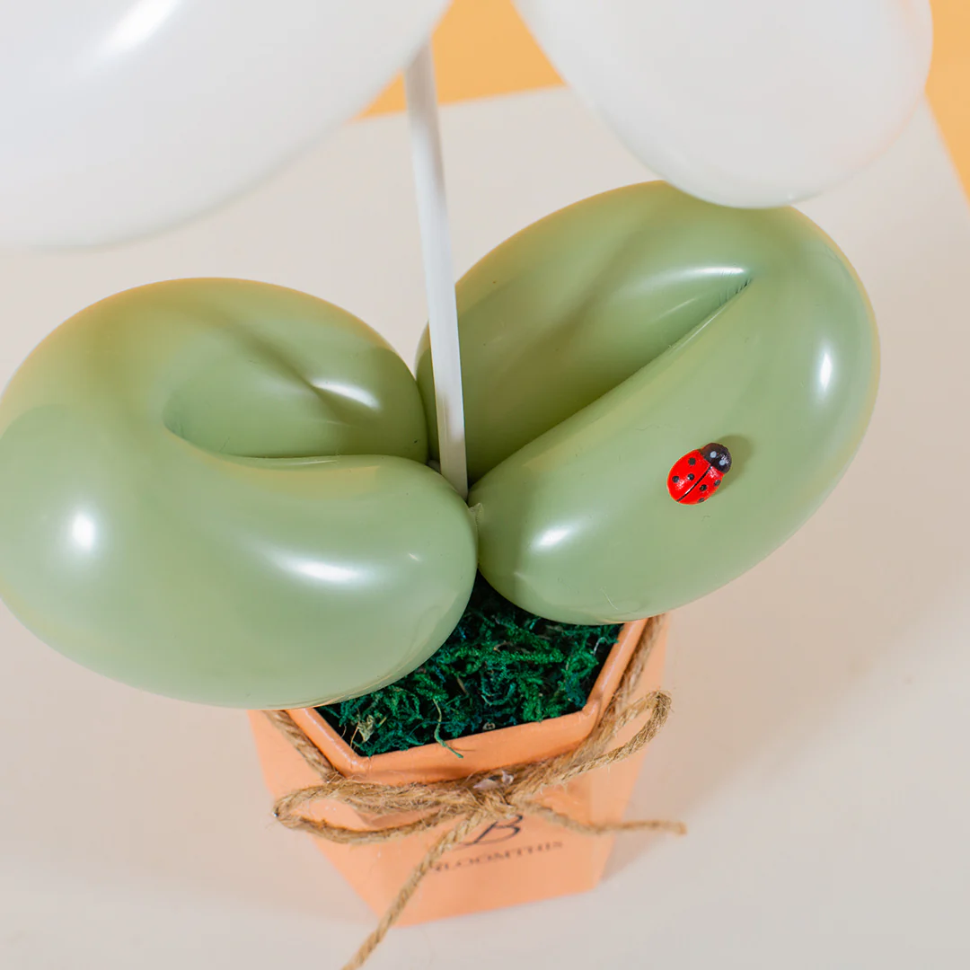 Daisy Balloon Box Bundle (Set of 3) - Image 12