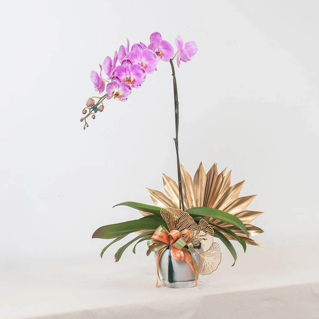 Deepavali Phalaenopsis Orchid (1 stalk) - Image 10