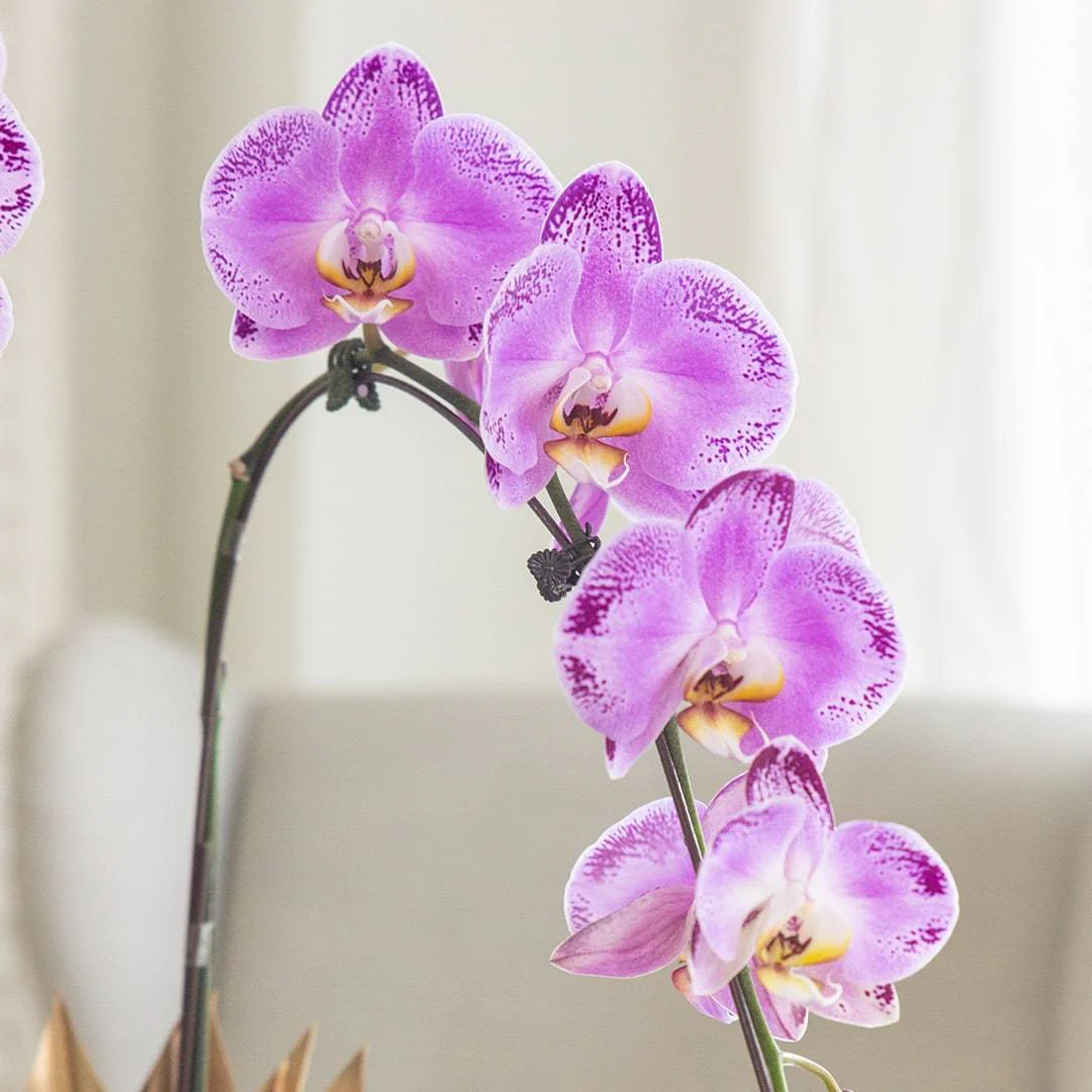 Deepavali Phalaenopsis Orchid (1 stalk) - Image 2
