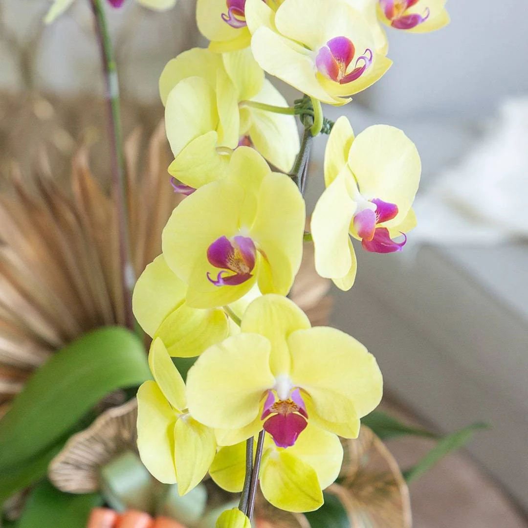 Deepavali Phalaenopsis Orchid (1 stalk) - Image 5