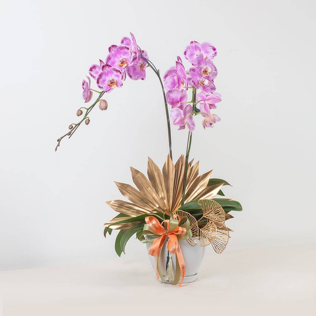 Deepavali Phalaenopsis Orchid (2 stalks)