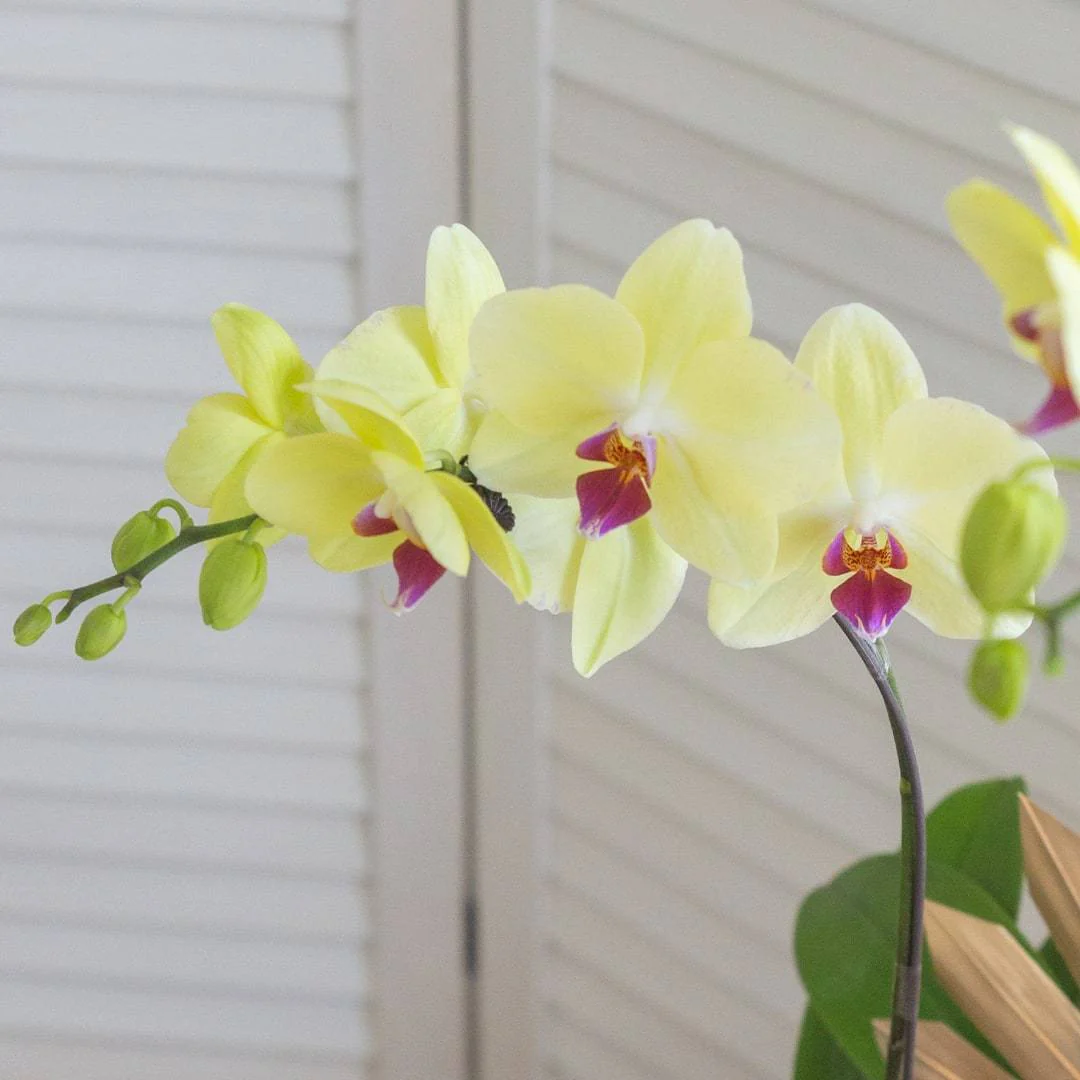 Deepavali Phalaenopsis Orchid (2 stalks) - Image 3