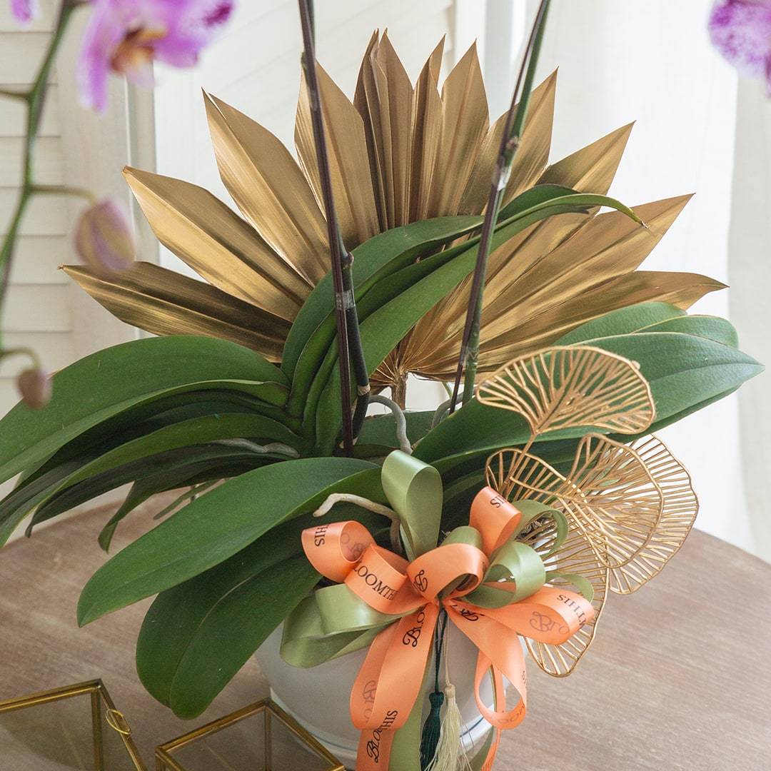 Deepavali Phalaenopsis Orchid (2 stalks) - Image 4