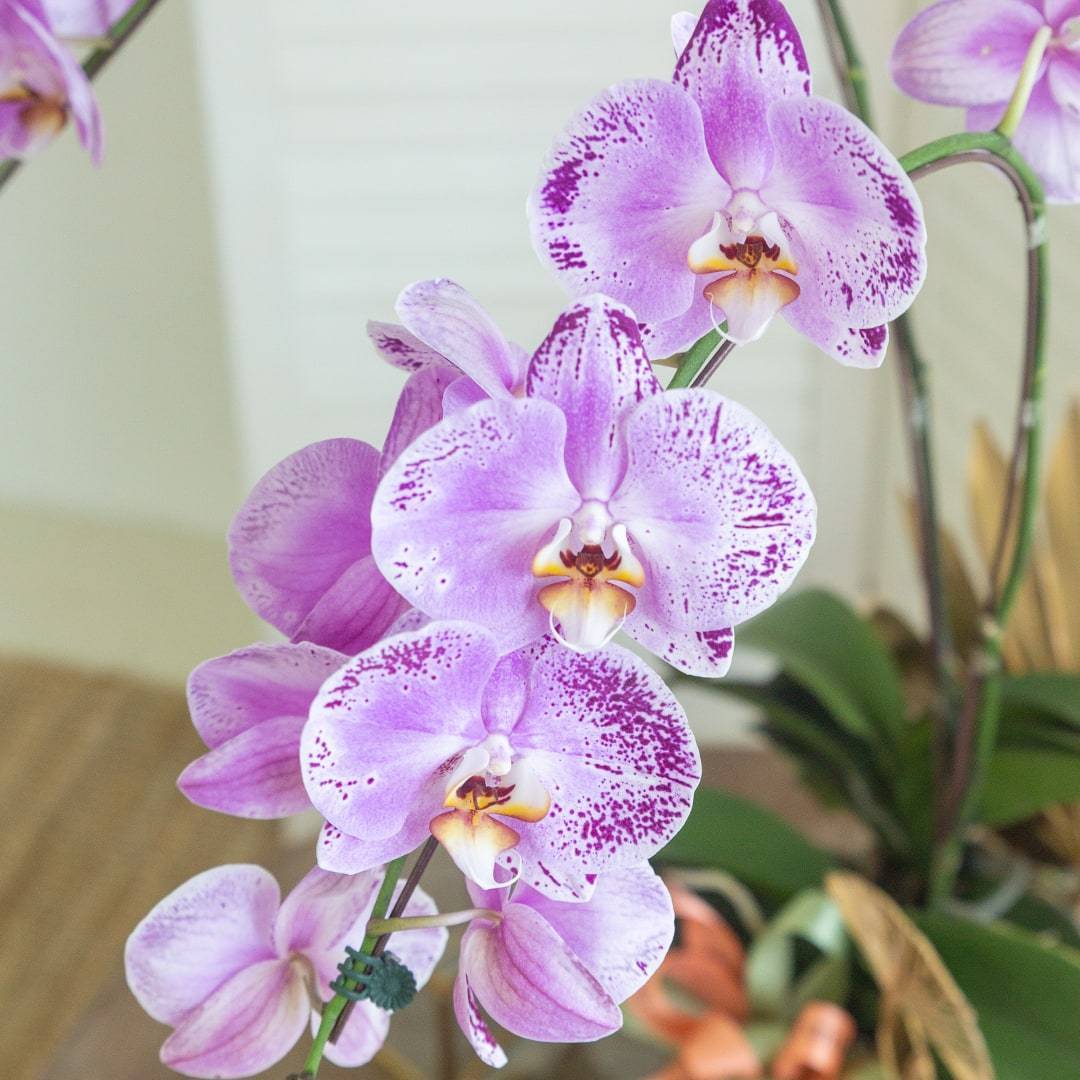Deepavali Phalaenopsis Orchid (2 stalks) - Image 5