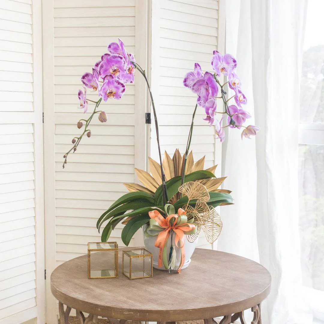 Deepavali Phalaenopsis Orchid (2 stalks) - Image 6
