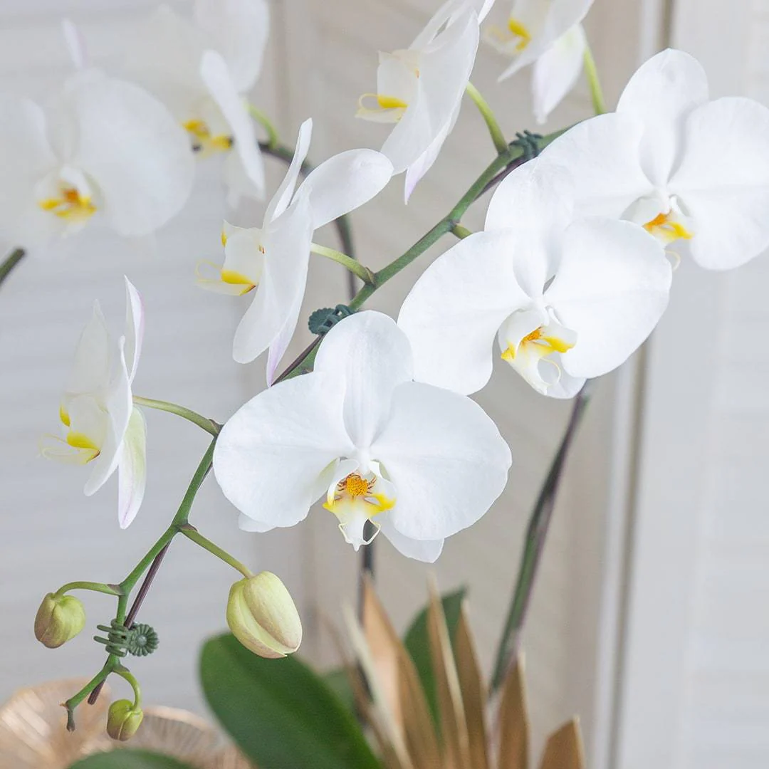 Deepavali Phalaenopsis Orchid (2 stalks) - Image 7