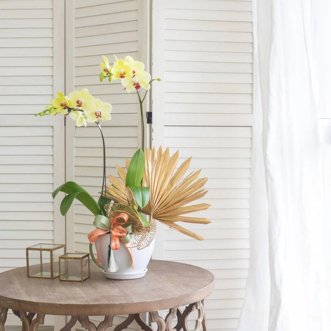 Deepavali Phalaenopsis Orchid (2 stalks) - Image 8