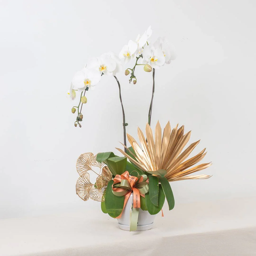 Deepavali Phalaenopsis Orchid (2 stalks) - Image 9
