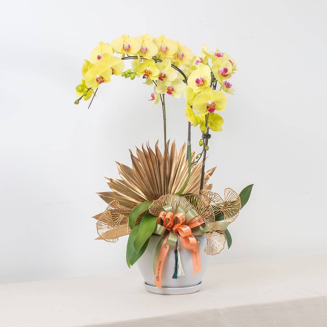Deepavali Phalaenopsis Orchid (3 stalks) - Image 10