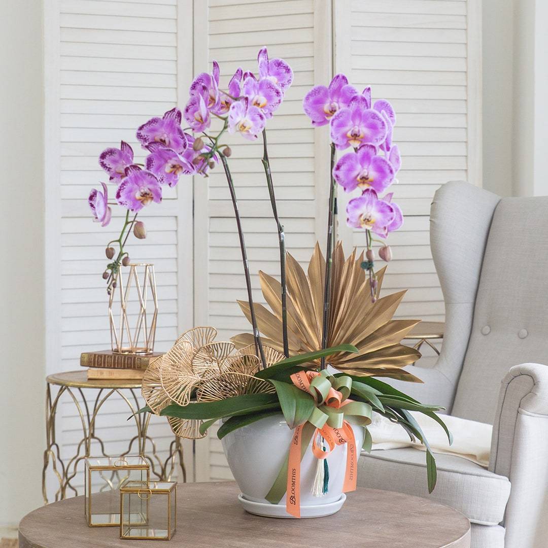Deepavali Phalaenopsis Orchid (3 stalks) - Image 2