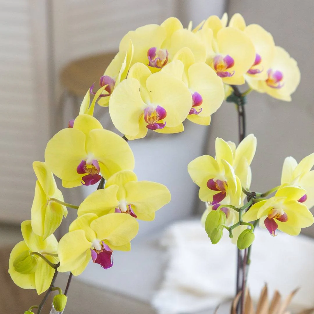 Deepavali Phalaenopsis Orchid (3 stalks) - Image 3