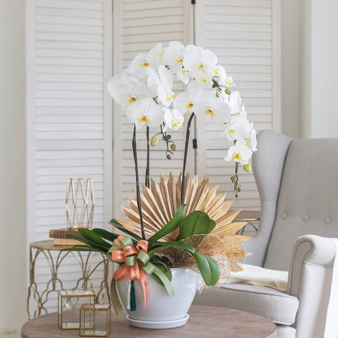 Deepavali Phalaenopsis Orchid (3 stalks) - Image 6