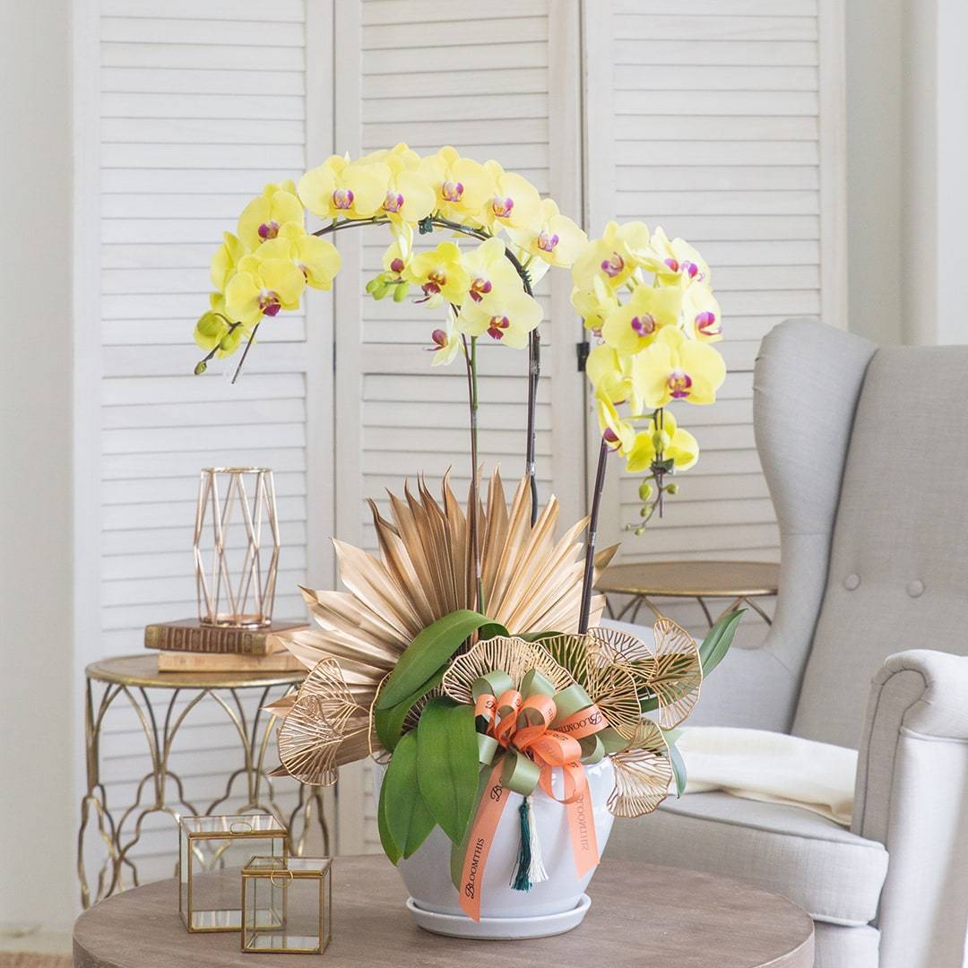 Deepavali Phalaenopsis Orchid (3 stalks) - Image 8
