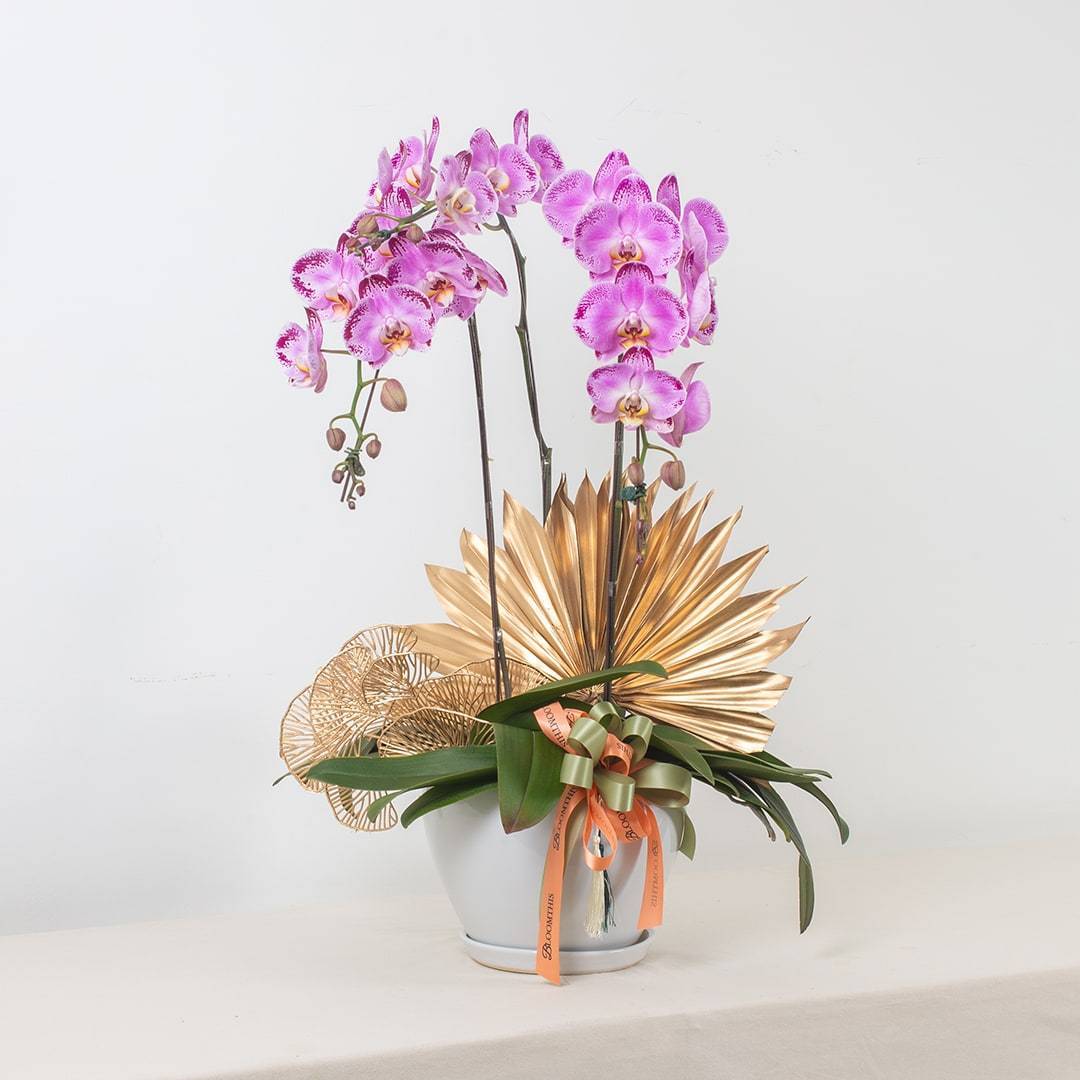 Deepavali Phalaenopsis Orchid (3 stalks) - Image 9