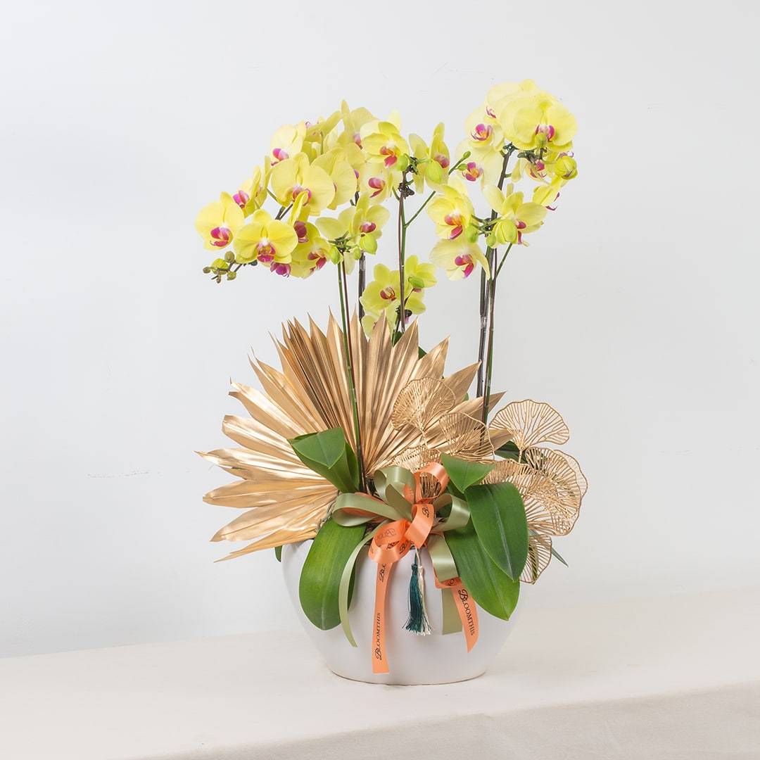 Deepavali Phalaenopsis Orchid (5 stalks) - Image 10