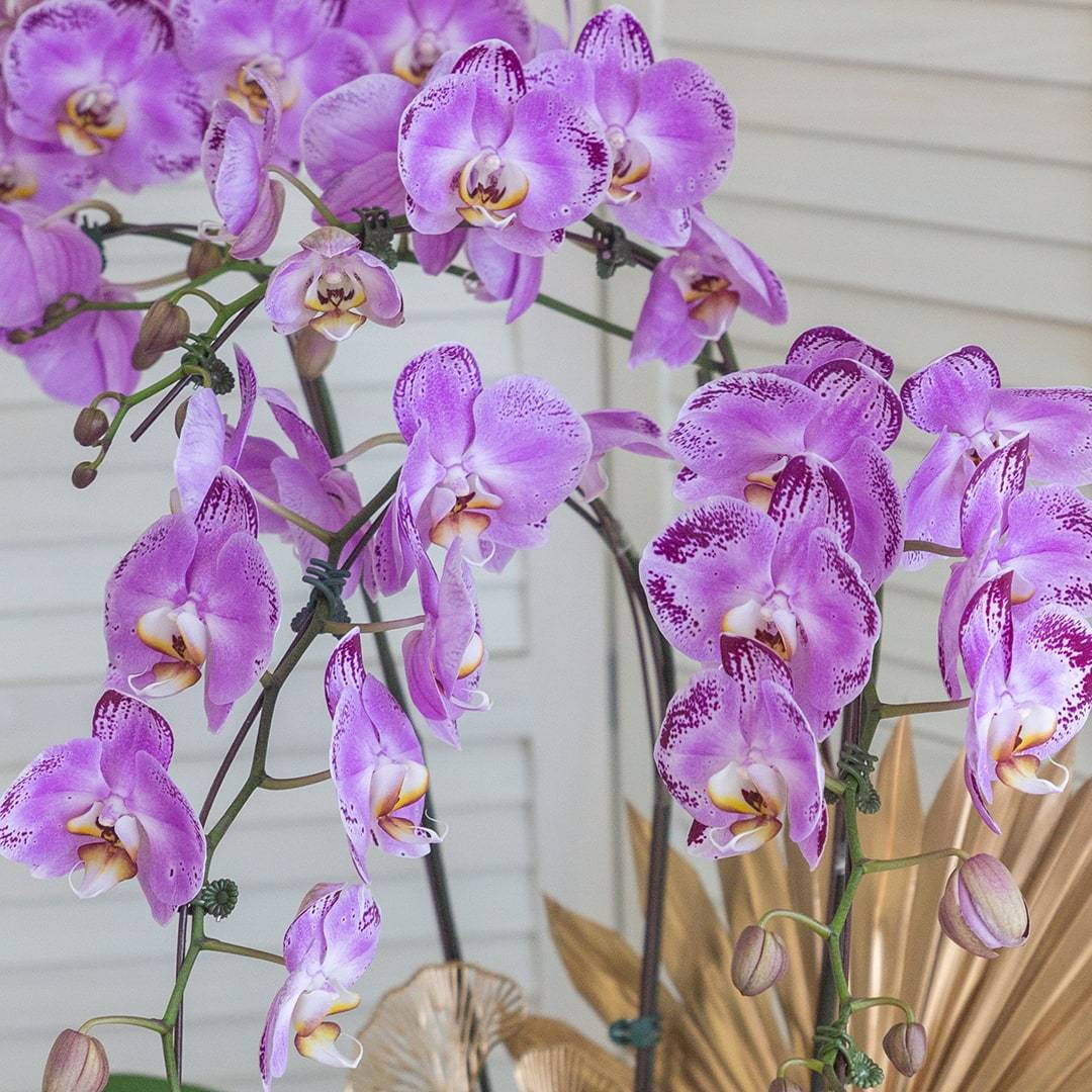 Deepavali Phalaenopsis Orchid (5 stalks) - Image 5