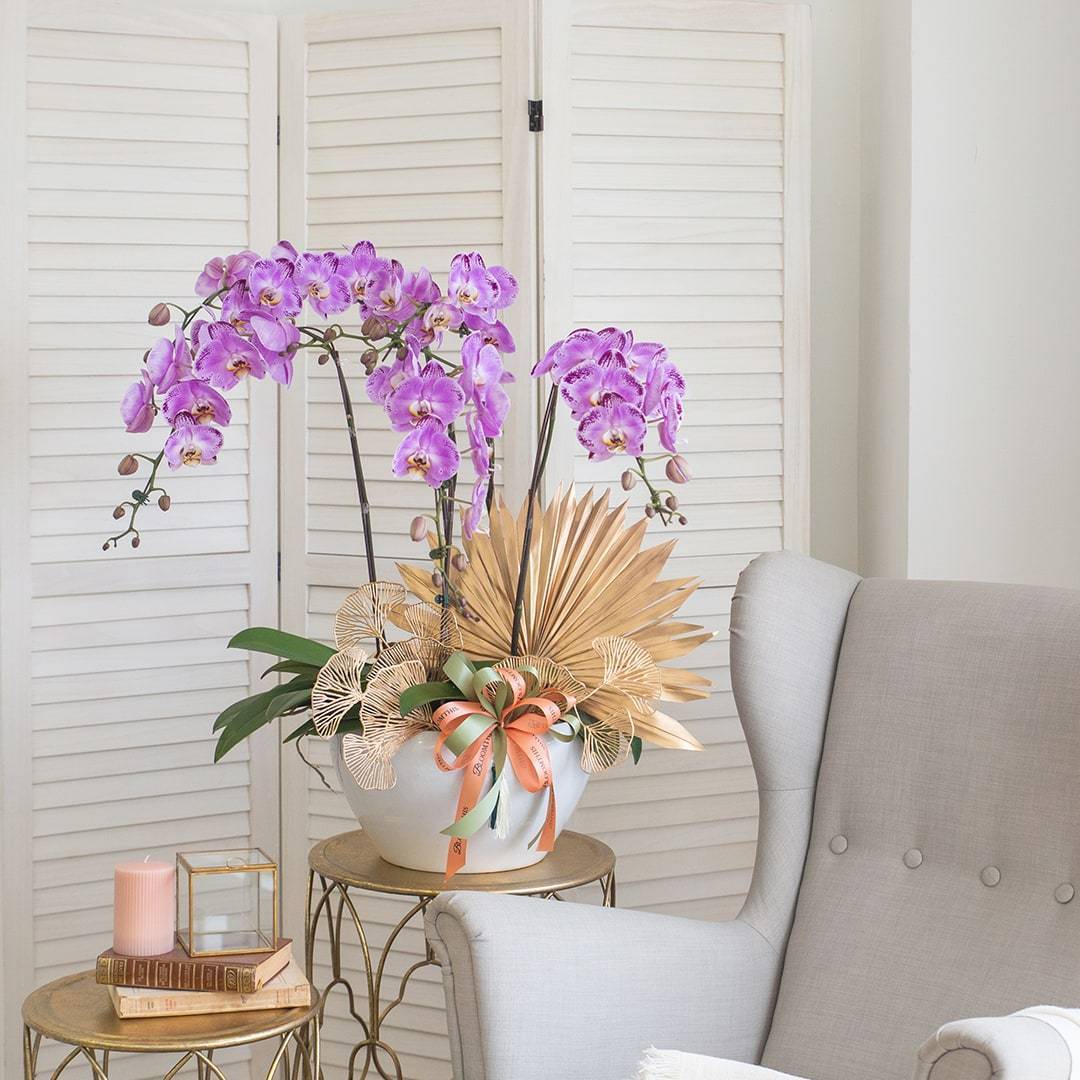 Deepavali Phalaenopsis Orchid (5 stalks) - Image 6