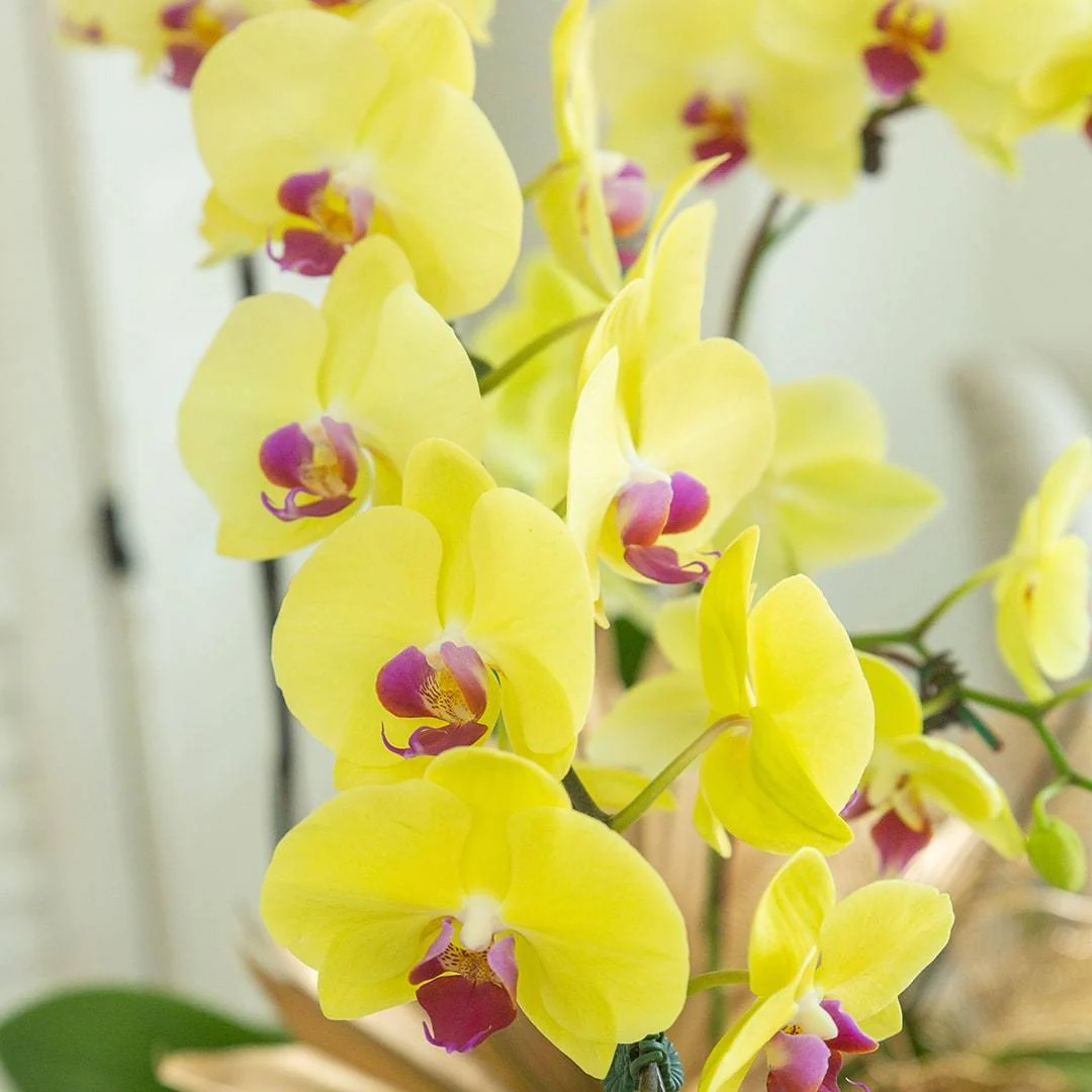 Deepavali Phalaenopsis Orchid (5 stalks) - Image 7