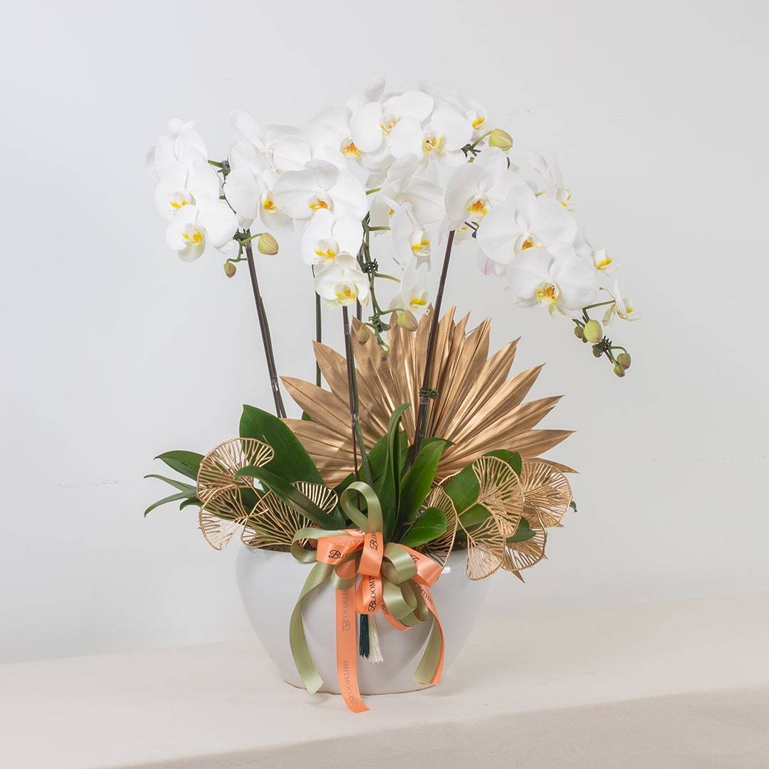Deepavali Phalaenopsis Orchid (5 stalks) - Image 9