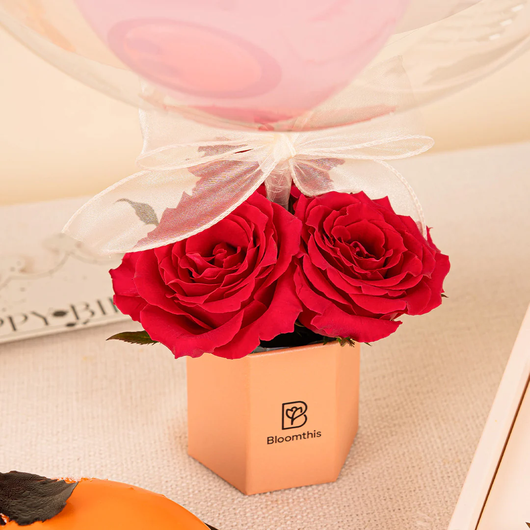 Essential Celebration Pack - Image 4