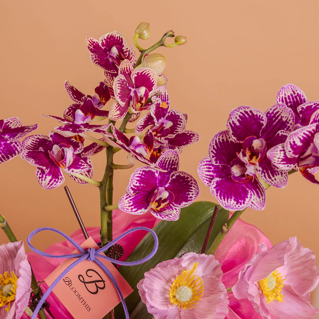 Indira Burgundy Red Mini Phalaenopsis Orchid (2 Stalks) - Image 2