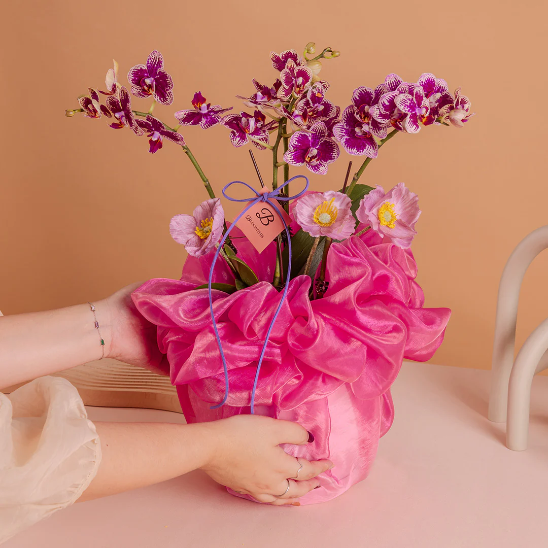 Indira Burgundy Red Mini Phalaenopsis Orchid (2 Stalks) - Image 3