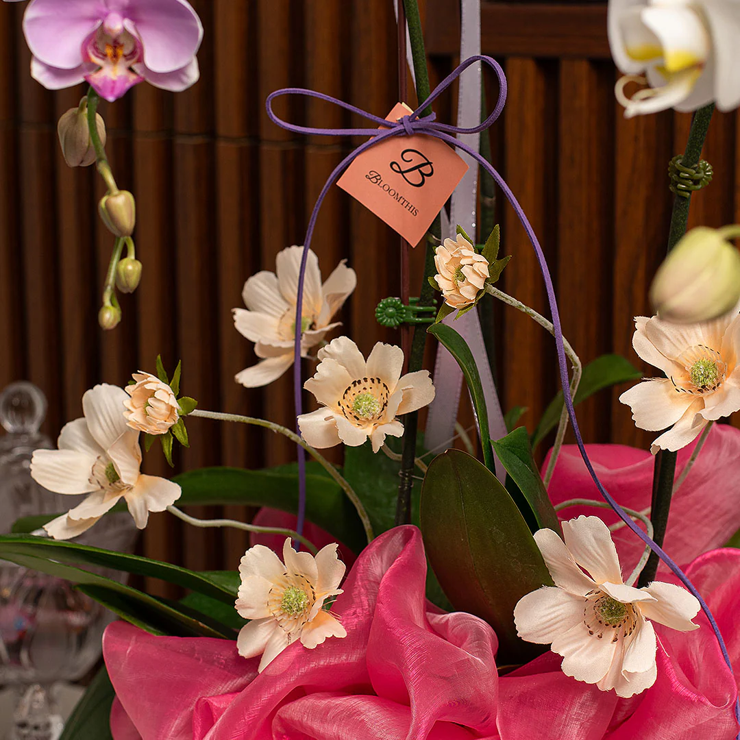 Indira Pink & White Phalaenopsis Orchid (3 Stalks) - Image 4