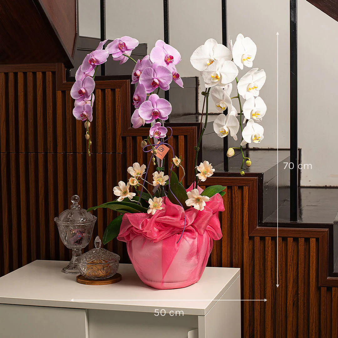 Indira Pink & White Phalaenopsis Orchid (3 Stalks) - Image 5