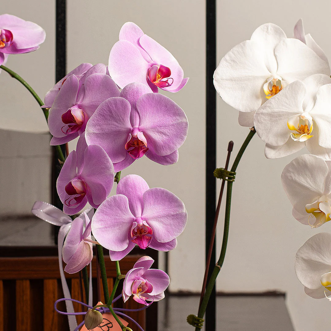 Indira Pink & White Phalaenopsis Orchid (3 Stalks) (MDV) - Image 3