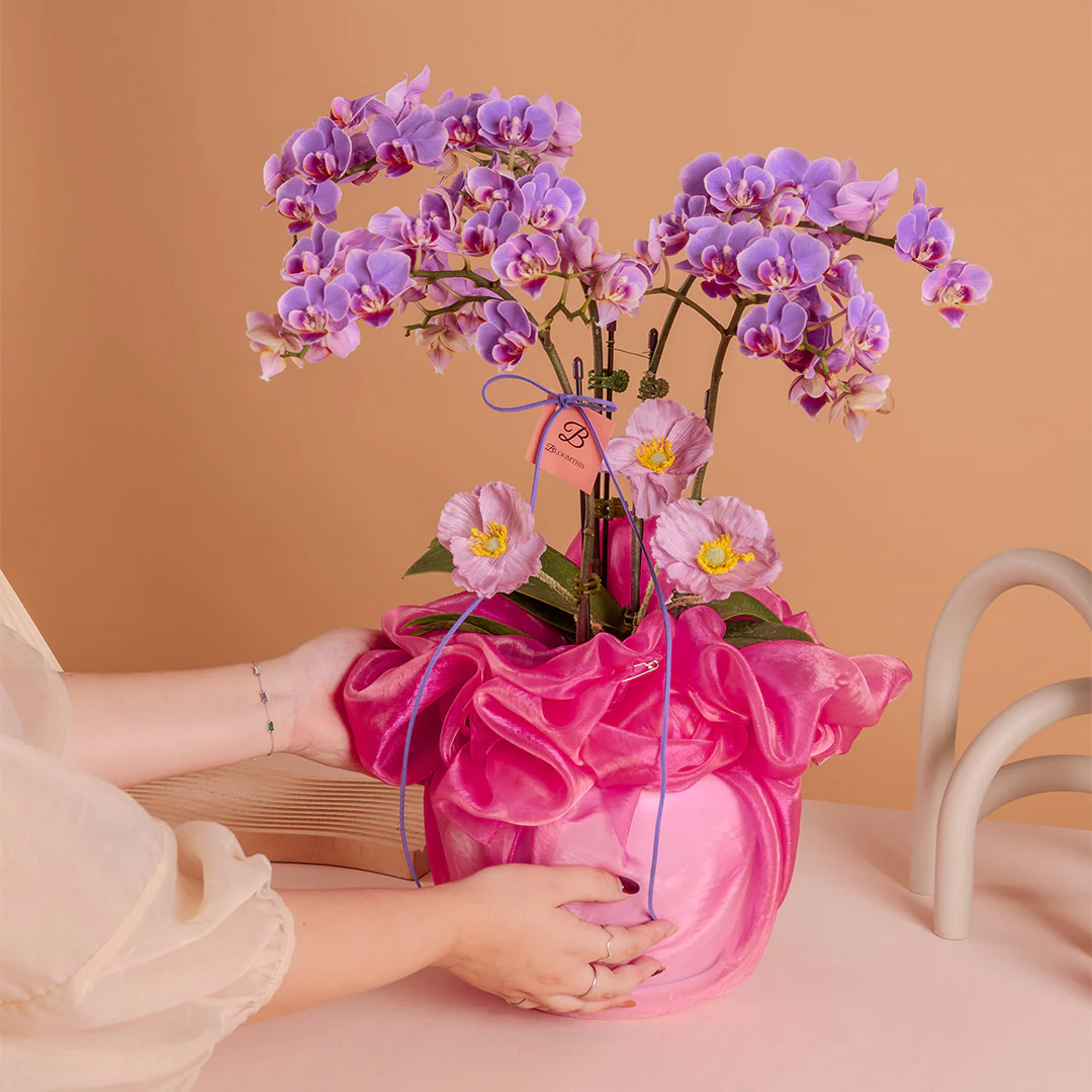 Indira Purple Mini Phalaenopsis Orchid (2 Stalks) - Image 3