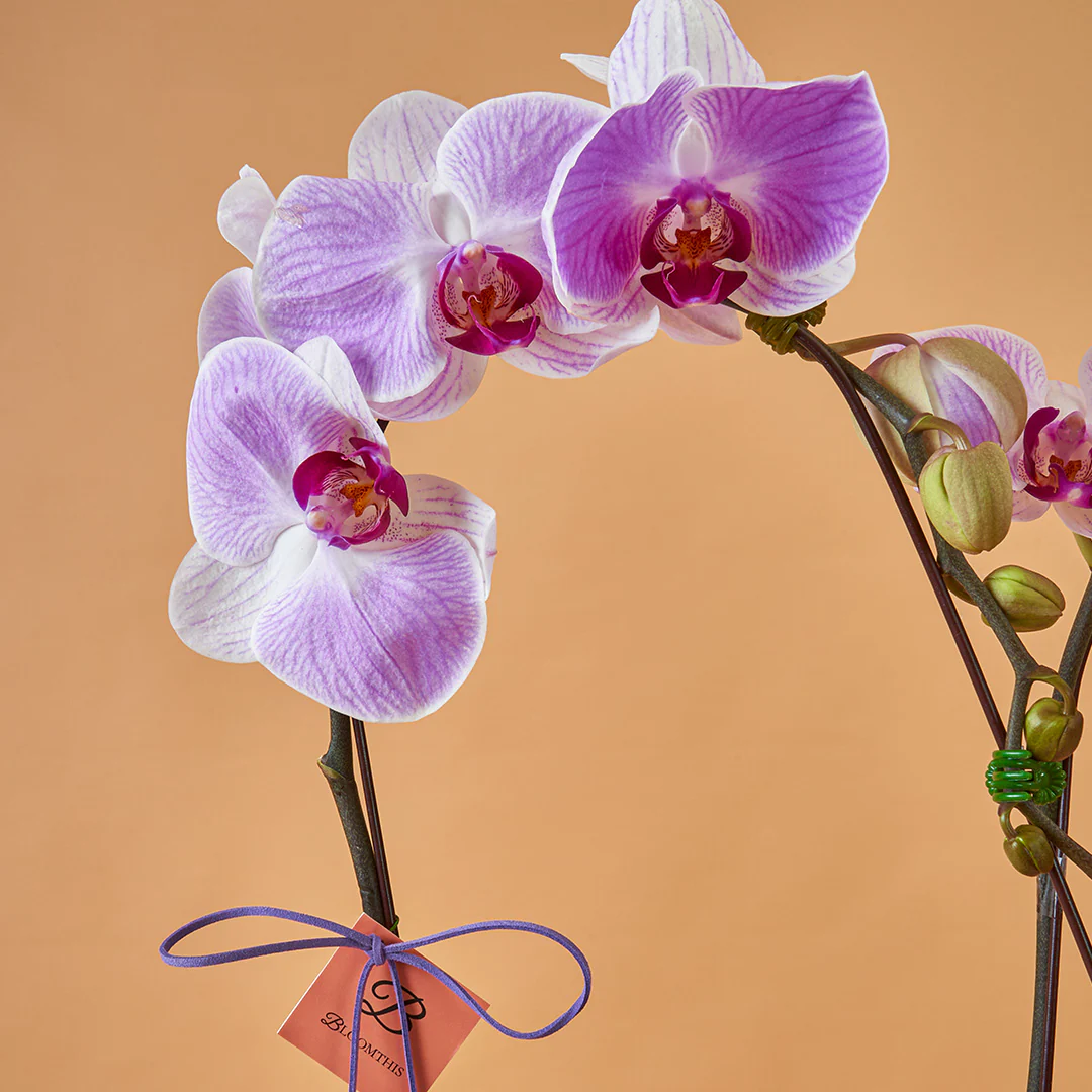 Indira Two Tone Lilac Mother's Day Phalaenopsis Orchid (2 Stalks) (MD) - Image 3