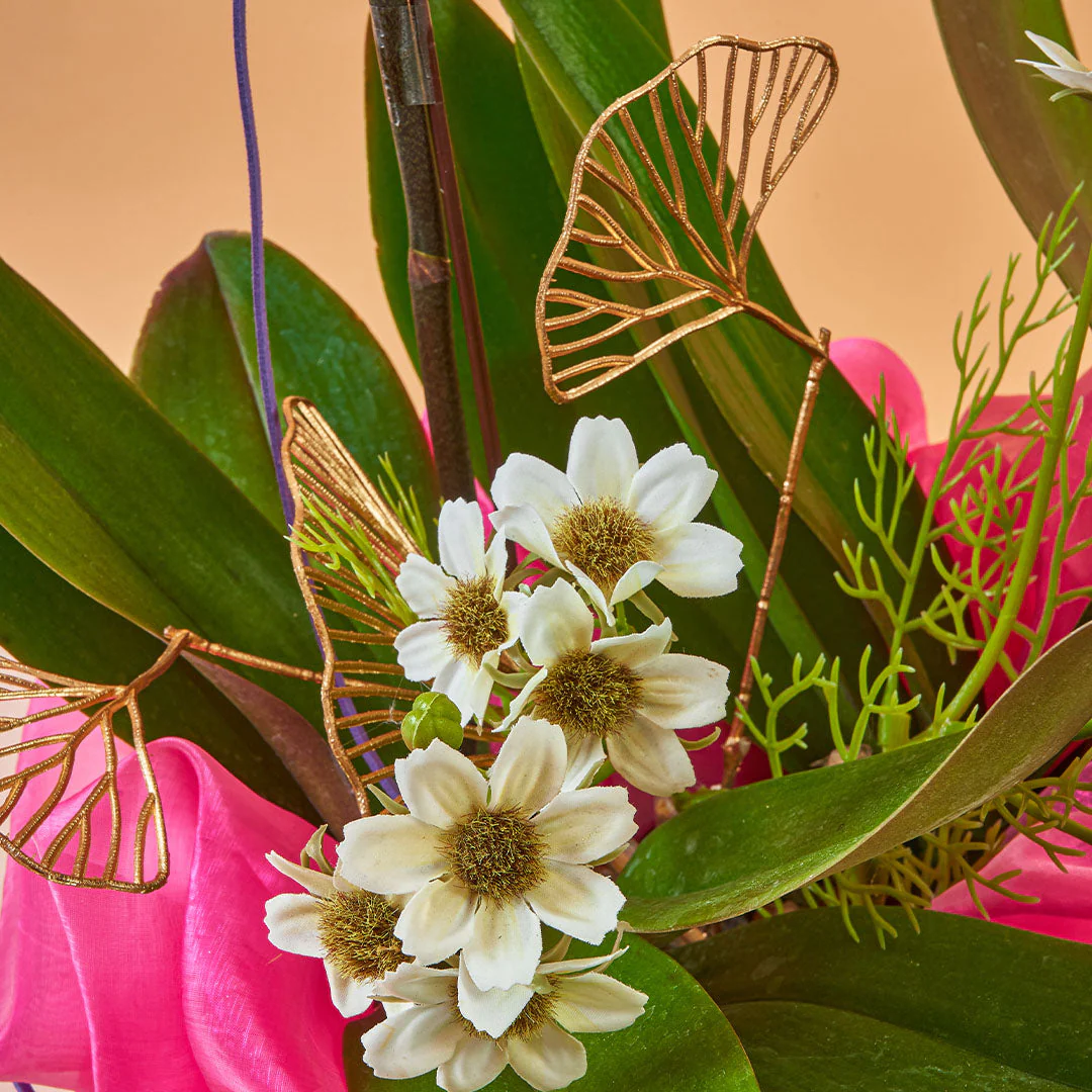 Indira Two Tone Lilac Phalaenopsis Orchid (2 Stalks) - Image 4