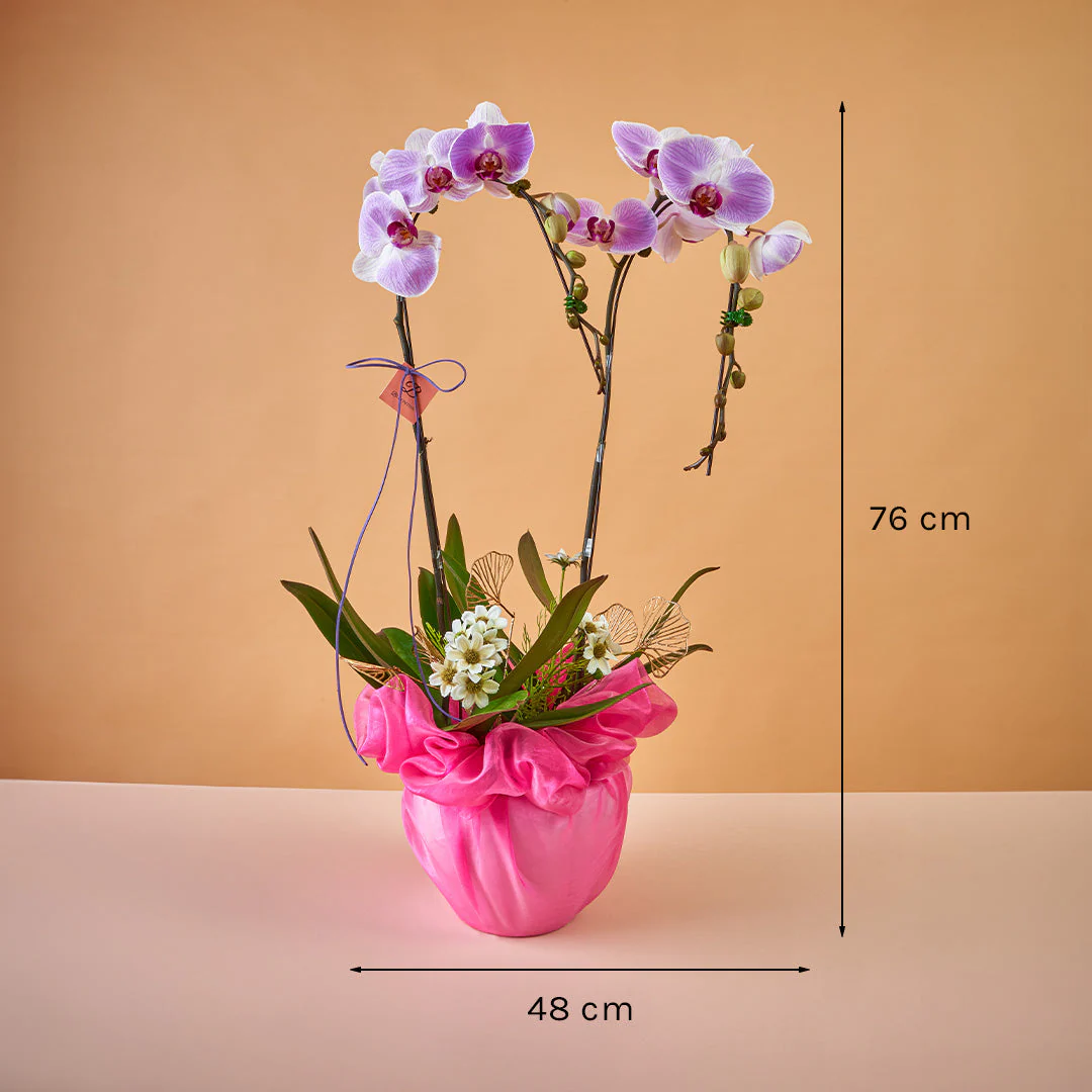Indira Two Tone Lilac Phalaenopsis Orchid (2 Stalks) - Image 6