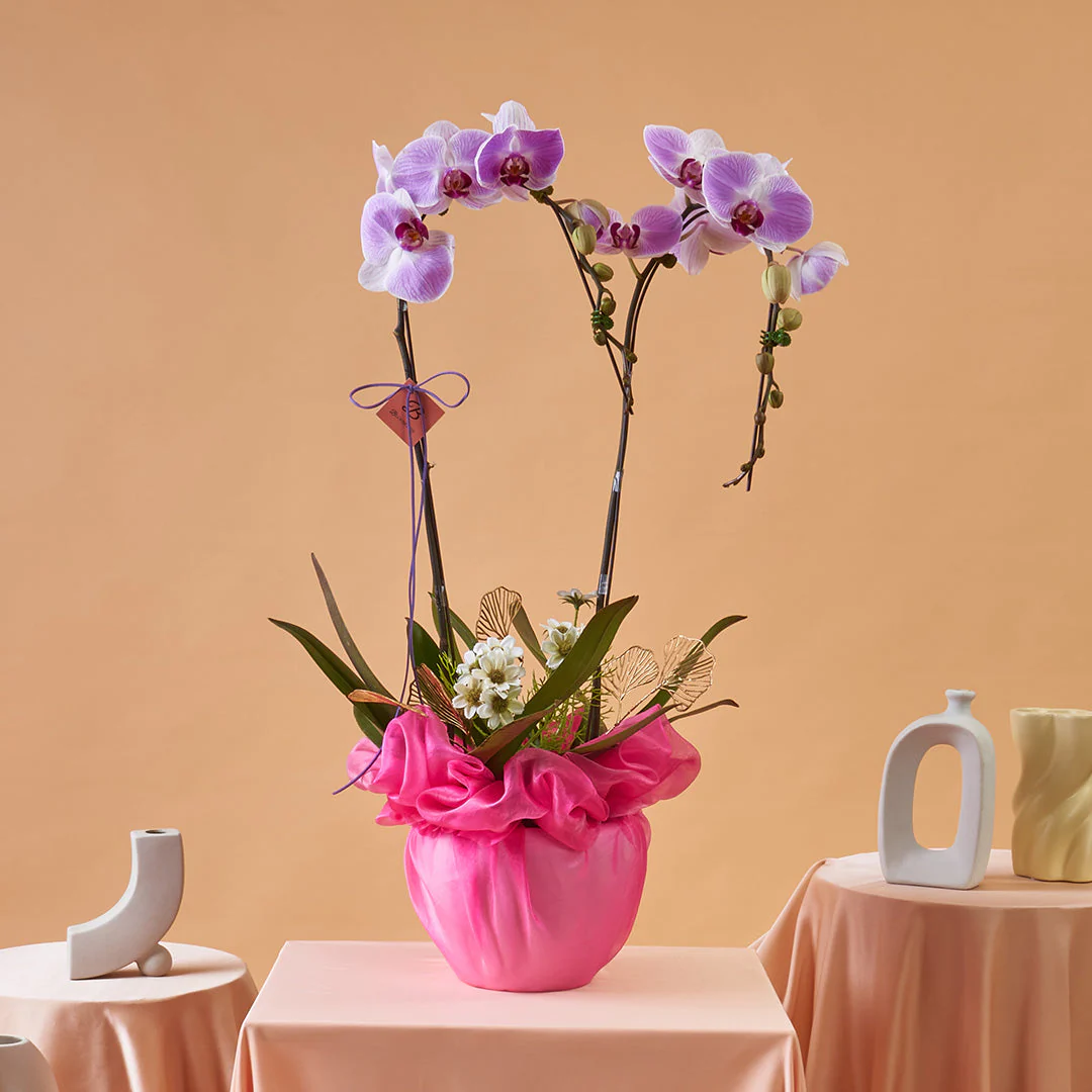 Indira Two Tone Lilac Phalaenopsis Orchid (2 Stalks) (MDV)