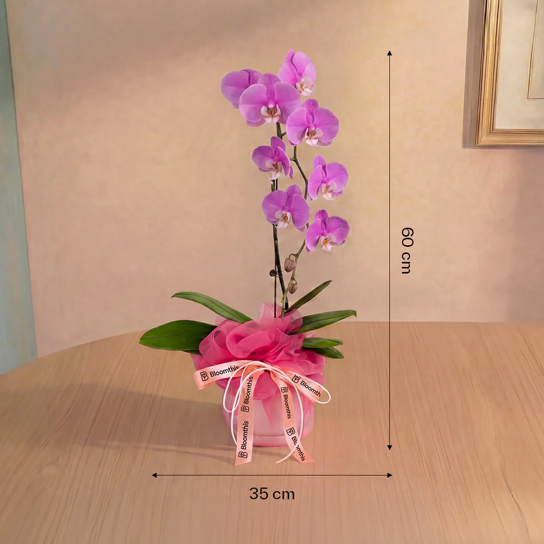 Ingrid Pink Phalaenopsis Orchid (1 Stalk) - Image 4