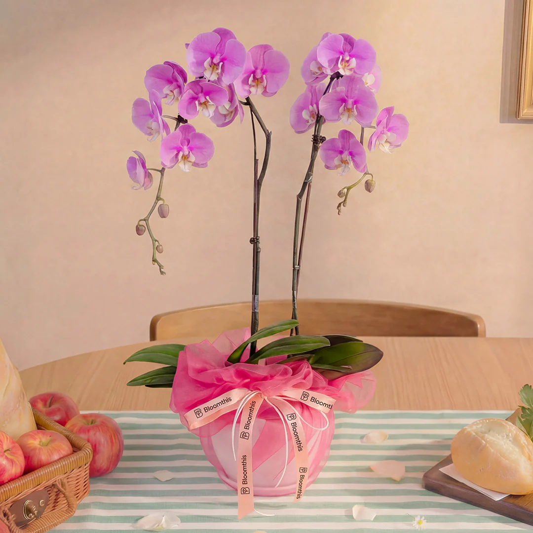 Ingrid Pink Phalaenopsis Orchid (2 Stalks) - Image 3