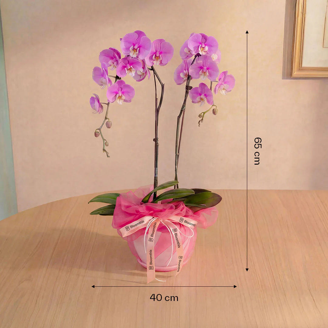 Ingrid Pink Phalaenopsis Orchid (2 Stalks) - Image 4
