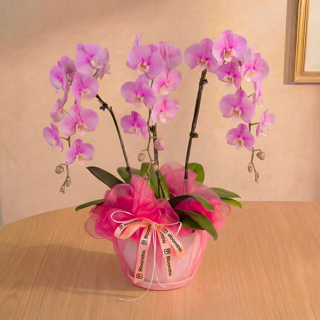 Ingrid Pink Phalaenopsis Orchid (3 Stalks)